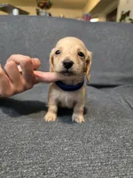 Zack, a male Miniature Dachshund for sale in Missouri, MO – Photo 2 of 7