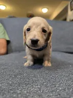 Zack, a male Miniature Dachshund for sale in Missouri, MO – Photo 1 of 7