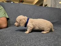 Zack, a male Miniature Dachshund for sale in Missouri, MO – Photo 4 of 7