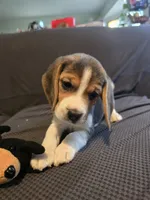 Rosie, a female Beagle for sale in Missouri, MO – 2 of 6