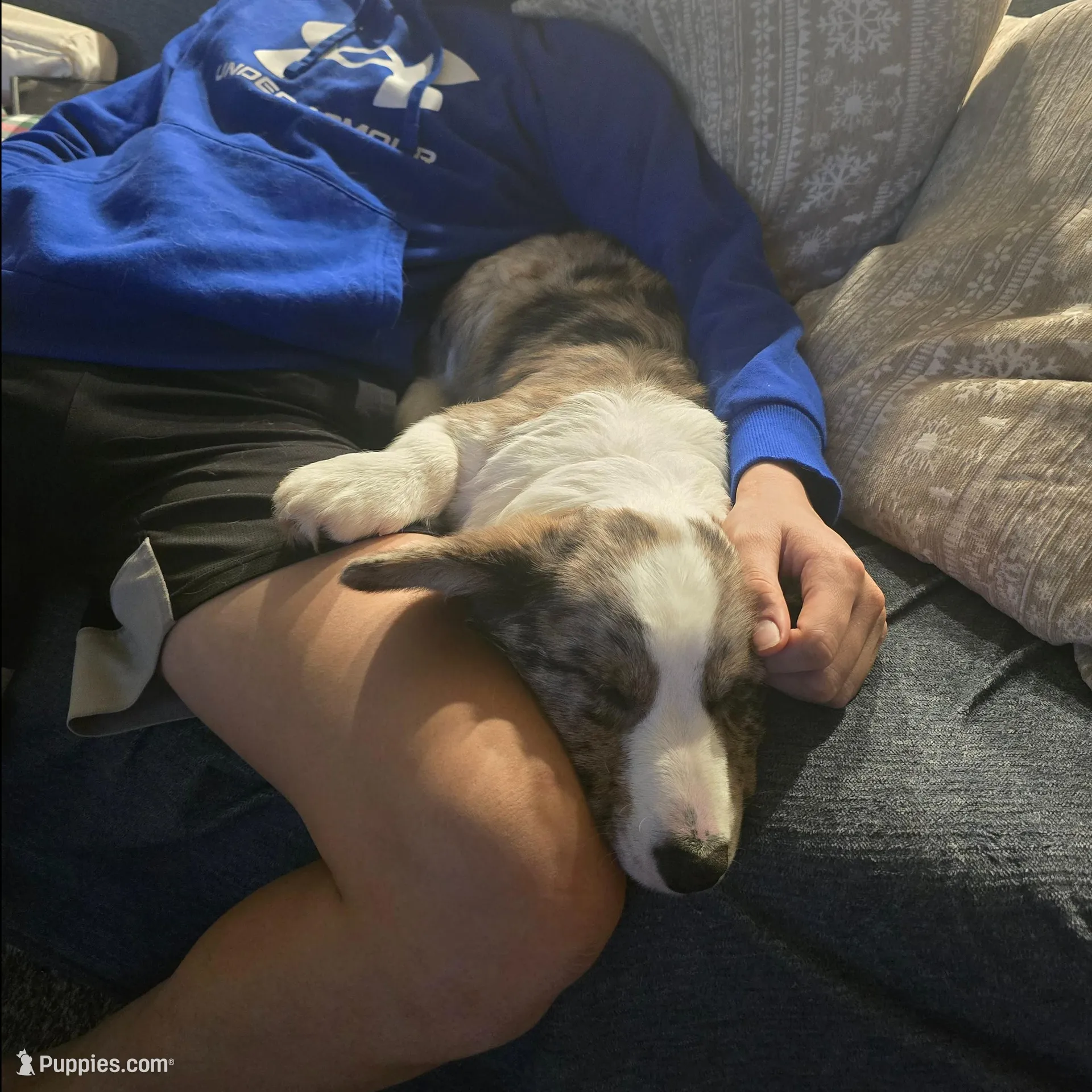 Winston, a male Cardigan Welsh Corgi for sale in Missouri, MO – Photo 2 of 5