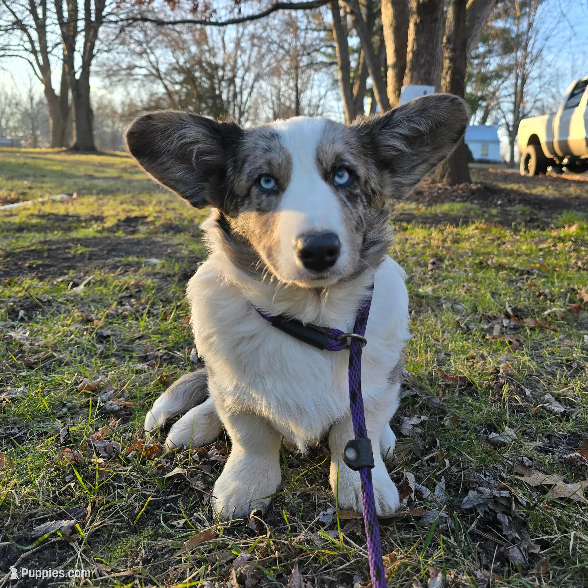 Winston, a male Cardigan Welsh Corgi for sale in Missouri, MO – Photo 5 of 5
