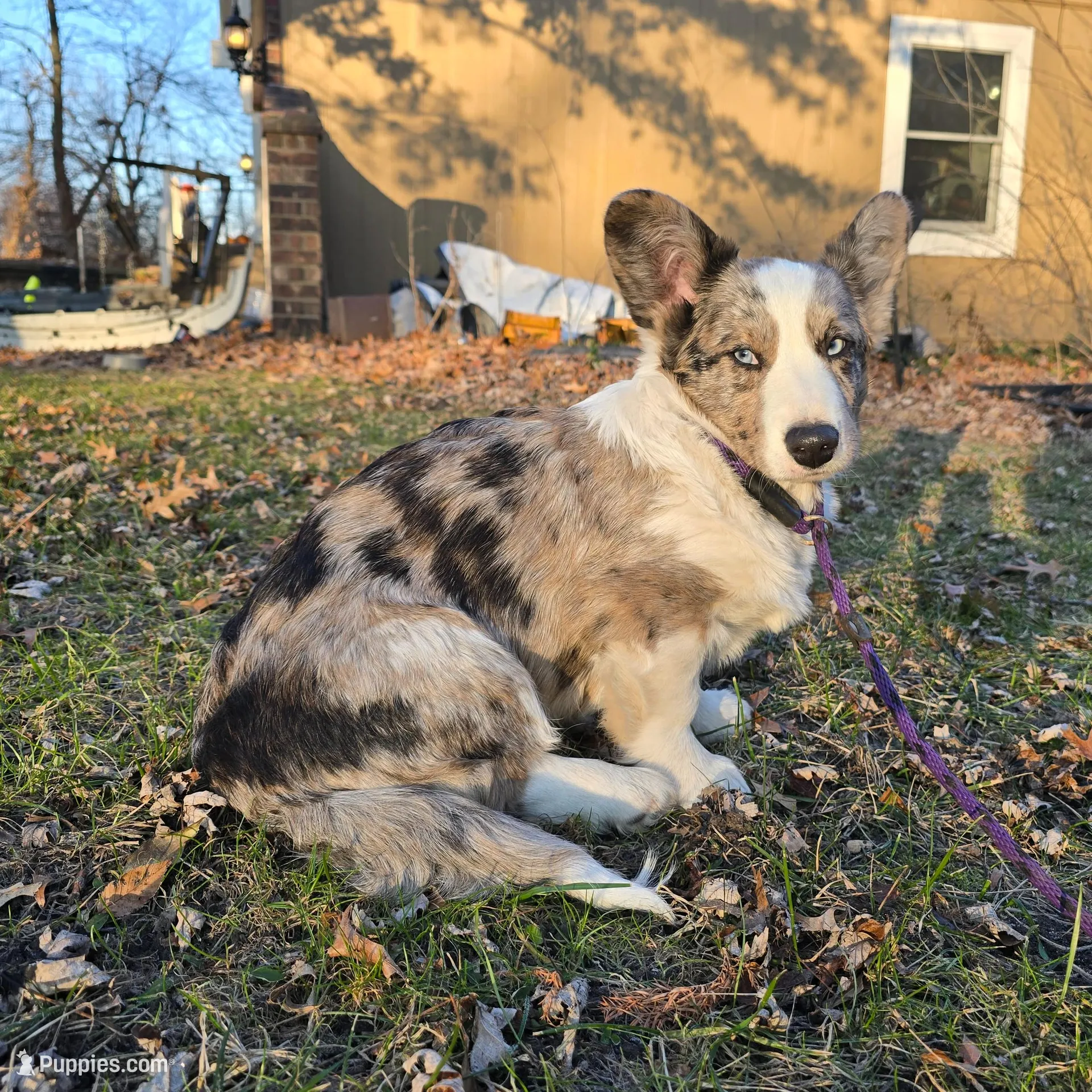 Winston, a male Cardigan Welsh Corgi for sale in Missouri, MO – Photo 4 of 5