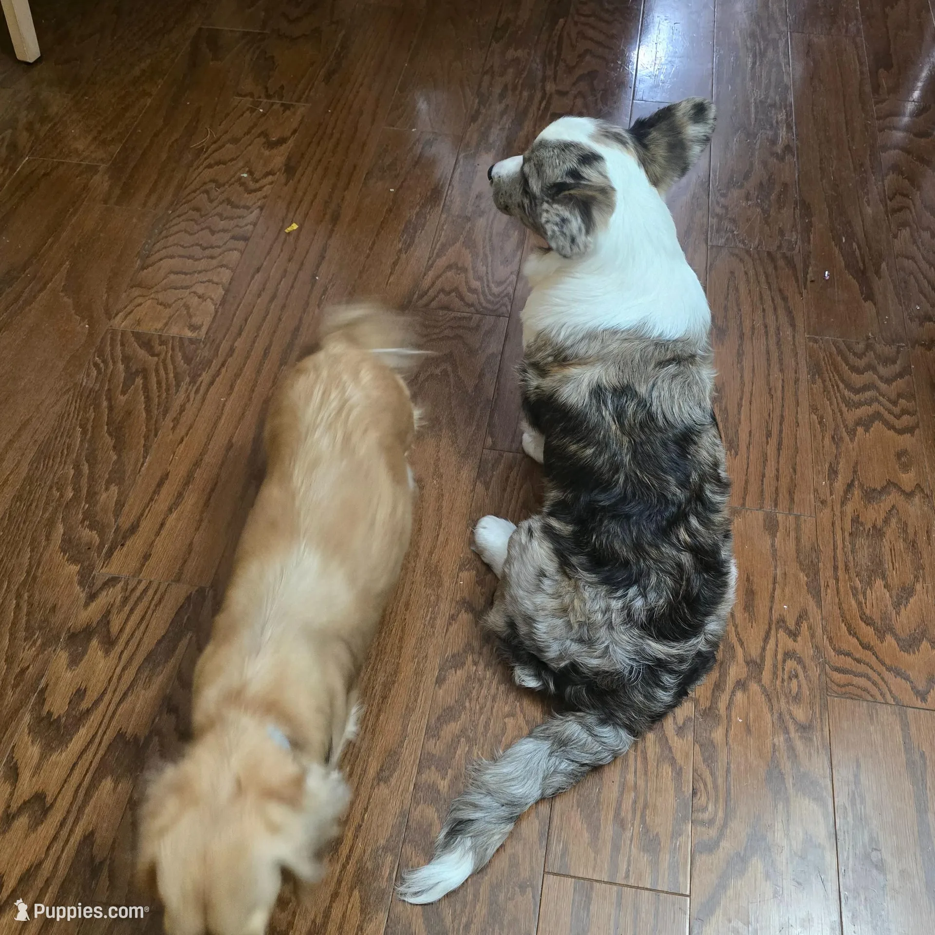 Winston, a male Cardigan Welsh Corgi for sale in Missouri, MO – Photo 3 of 5