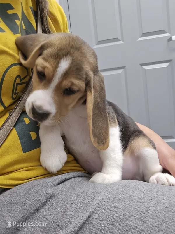 Rosie – Beagle puppy for sale in Missouri, MO