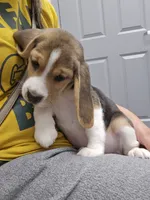 Rosie, a female Beagle for sale in Missouri, MO – 1 of 6