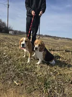 Rosie, a female Beagle for sale in Missouri, MO – 5 of 6