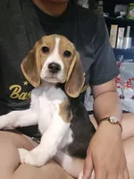 Rosie, a female Beagle for sale in Missouri, MO – 1 of 5