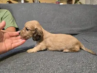 Teddy, a male Miniature Dachshund for sale in Missouri, MO – Photo 5 of 10