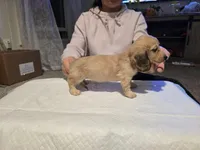 Teddy, a male Miniature Dachshund for sale in Missouri, MO – Photo 1 of 10