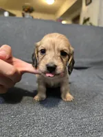 Teddy, a male Miniature Dachshund for sale in Missouri, MO – Photo 2 of 10