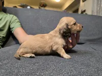 Teddy, a male Miniature Dachshund for sale in Missouri, MO – Photo 6 of 10