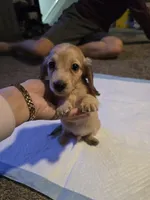 Teddy, a male Miniature Dachshund for sale in Missouri, MO – Photo 4 of 10