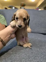 Teddy, a male Miniature Dachshund for sale in Missouri, MO – Photo 3 of 10