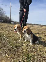 Rosie, a female Beagle for sale in Missouri, MO – 6 of 6