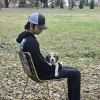 Pongo, a male Beagle for sale in Missouri, MO – Photo 7 of 8