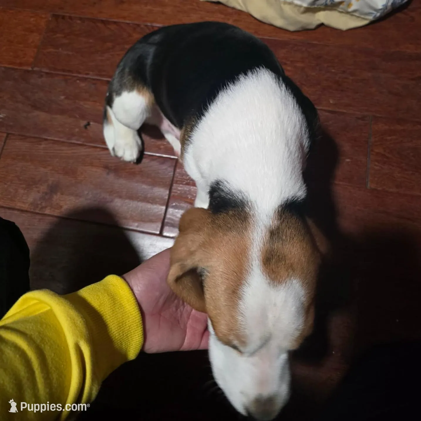 Pongo, a male Beagle for sale in Missouri, MO – Photo 3 of 8