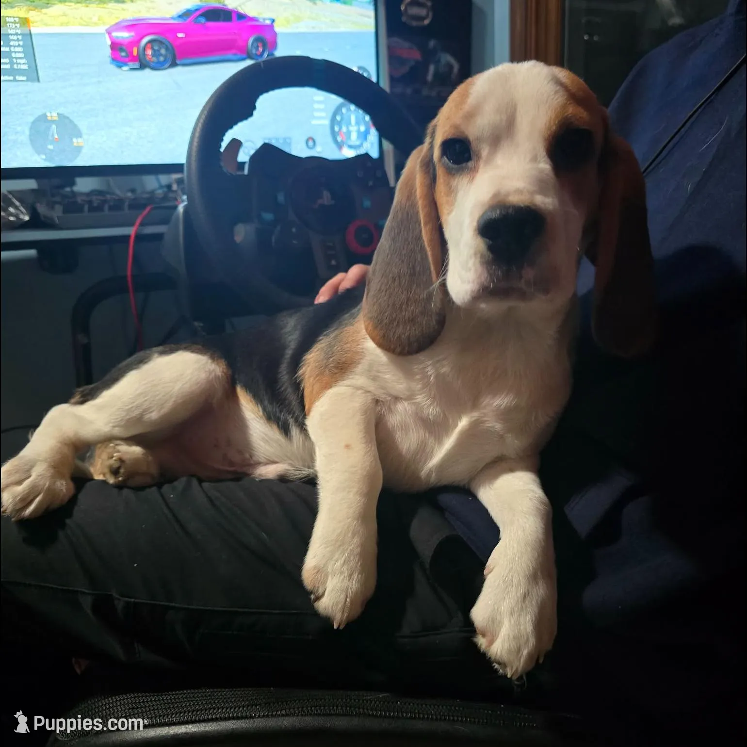 Pongo, a male Beagle for sale in Missouri, MO – Photo 4 of 8