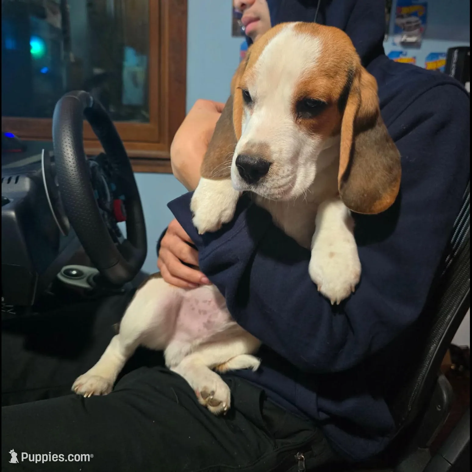 Pongo, a male Beagle for sale in Missouri, MO – Photo 2 of 8