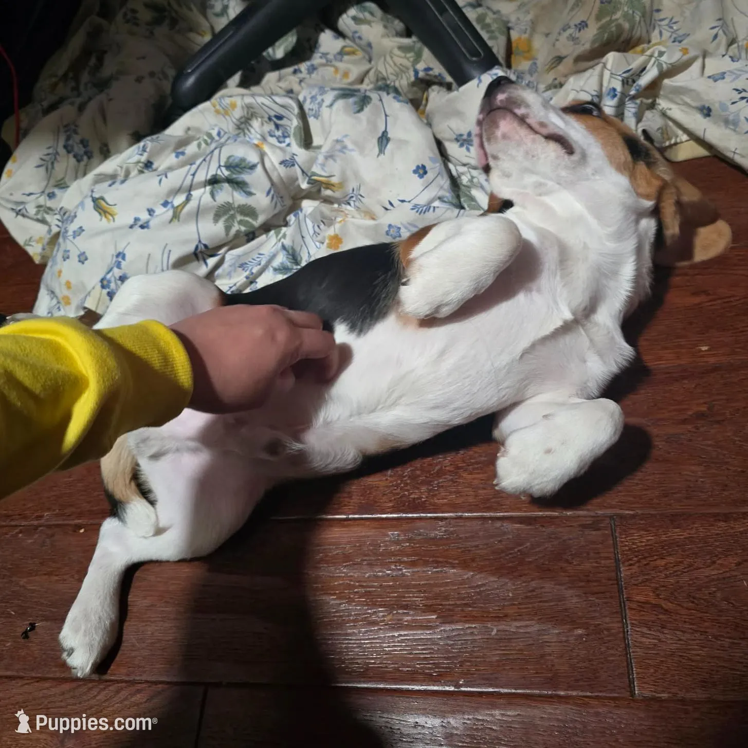 Pongo, a male Beagle for sale in Missouri, MO – Photo 6 of 8