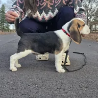 Pongo, a male Beagle for sale in Missouri, MO – Photo 1 of 8