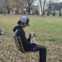 Pongo, a male Beagle for sale in Missouri, MO – Photo 8 of 8