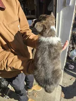 Landon pet home, a male Cardigan Welsh Corgi for sale in Missouri, MO – Photo 5 of 5