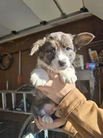 Landon pet home, a male Cardigan Welsh Corgi for sale in Missouri, MO – Photo 1 of 5