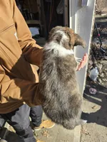 Landon pet home, a male Cardigan Welsh Corgi for sale in Missouri, MO – Photo 3 of 5