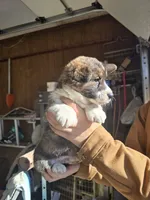 Landon pet home, a male Cardigan Welsh Corgi for sale in Missouri, MO – Photo 4 of 5