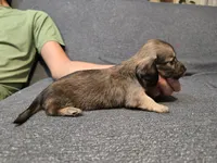 Karla, a female Miniature Dachshund for sale in Missouri, MO – Photo 7 of 9