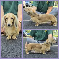 Karla, a female Miniature Dachshund for sale in Missouri, MO – Photo 8 of 9