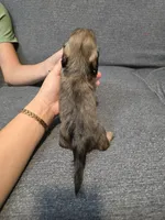 Karla, a female Miniature Dachshund for sale in Missouri, MO – Photo 6 of 9