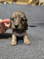 Karla, a female Miniature Dachshund for sale in Missouri, MO – Photo 1 of 9