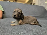 Karla, a female Miniature Dachshund for sale in Missouri, MO – Photo 5 of 9