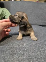 Karla, a female Miniature Dachshund for sale in Missouri, MO – Photo 3 of 9