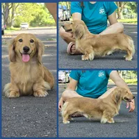 Karla, a female Miniature Dachshund for sale in Missouri, MO – Photo 9 of 9