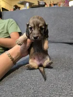 Karla, a female Miniature Dachshund for sale in Missouri, MO – Photo 2 of 9