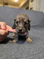Karla, a female Miniature Dachshund for sale in Missouri, MO – Photo 4 of 9