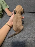 Becky, a female Miniature Dachshund for sale in Missouri, MO – Photo 4 of 9