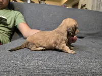 Becky, a female Miniature Dachshund for sale in Missouri, MO – Photo 3 of 9