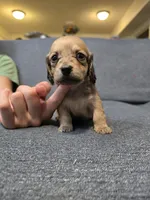 Becky, a female Miniature Dachshund for sale in Missouri, MO – Photo 1 of 9