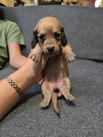 Becky, a female Miniature Dachshund for sale in Missouri, MO – Photo 6 of 9