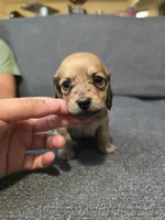 Becky, a female Miniature Dachshund for sale in Missouri, MO – Photo 7 of 9