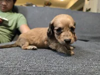 Becky, a female Miniature Dachshund for sale in Missouri, MO – Photo 5 of 9