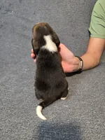 Tommy, a male Beagle for sale in Missouri, MO – Photo 5 of 5