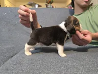 Tommy, a male Beagle for sale in Missouri, MO – Photo 1 of 5