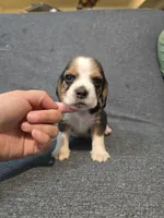 Tommy, a male Beagle for sale in Missouri, MO – Photo 2 of 5