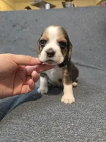 Tommy, a male Beagle for sale in Missouri, MO – Photo 3 of 5