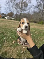 Roy, a male Beagle for sale in Missouri, MO – Photo 3 of 8